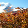 紅葉登山と一緒に楽しむご当地グルメ旅行