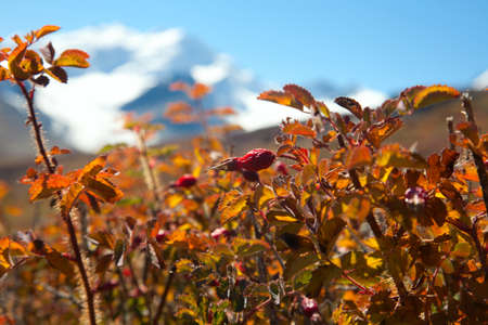 紅葉登山と一緒に楽しむご当地グルメ旅行