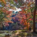 四季による日本の山の動植物観察ガイド