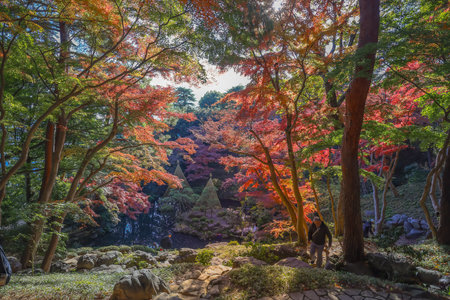 四季による日本の山の動植物観察ガイド