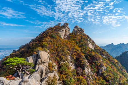 関西・中国地方の山で出会う希少動植物と自然観察の魅力