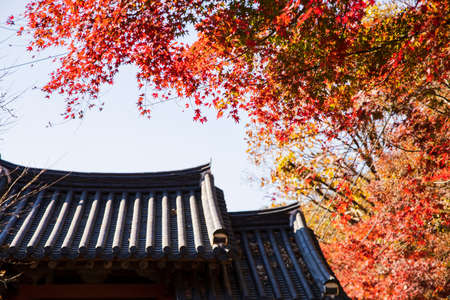 関西エリアで人気の秋の紅葉ハイキングコース